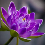 leira_blossoms